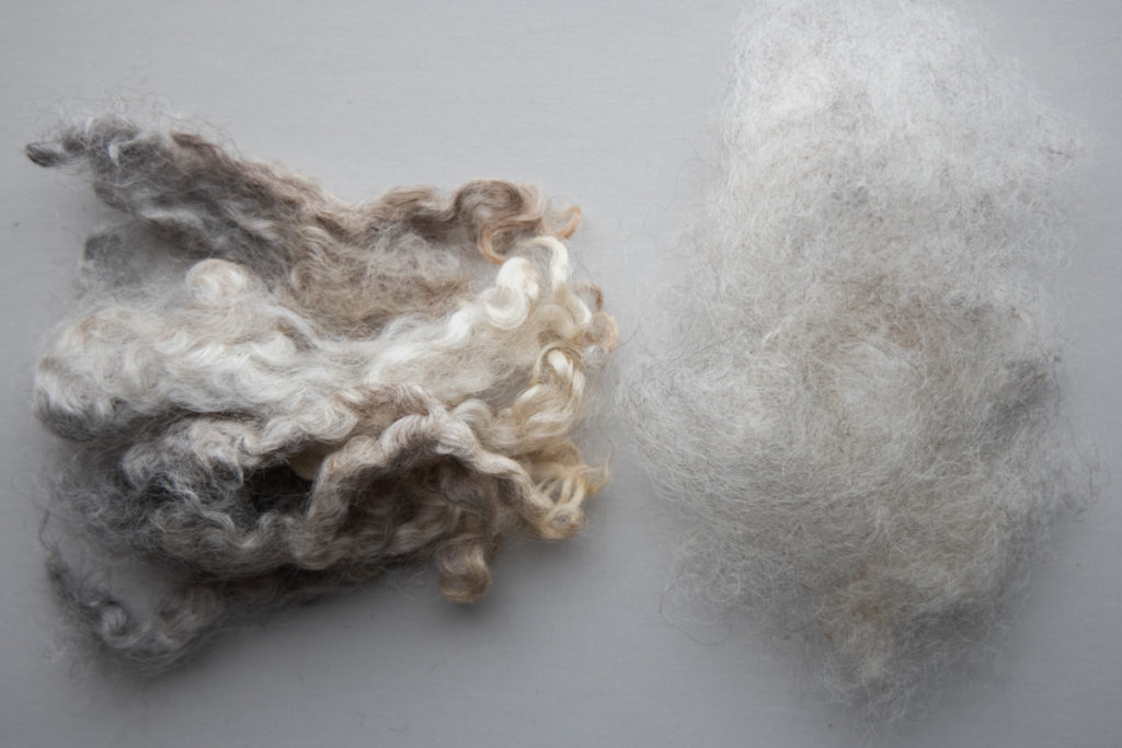Spinning Sheep Breed wensleydale wool locks