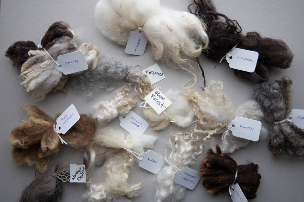 Spinning Sheep Breed wool locks