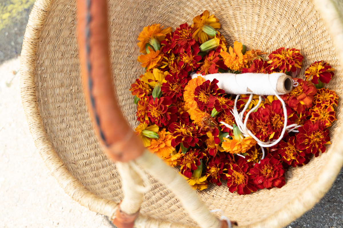 Plant a Natural Dye Garden School of