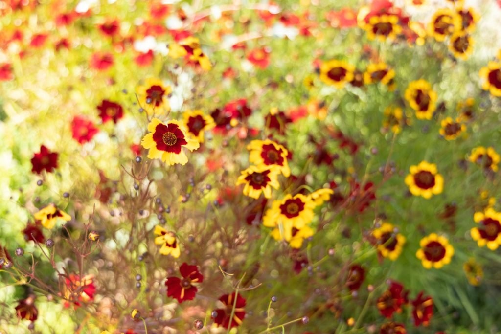 dye garden flower plant ffrench