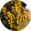 Natural Dyeing Basics